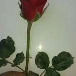 ahmettara8