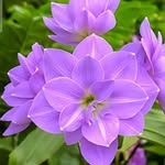 dilemin_0505