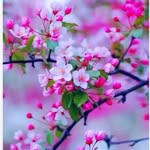firdes_daskiran_vural