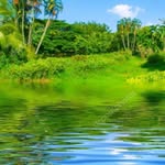 necipum
