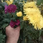 yasar_koktas38